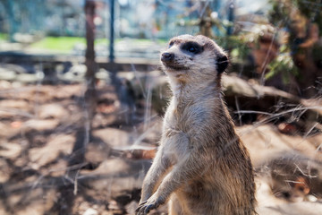Funny curious animal meerkat or suricate in the ZOO