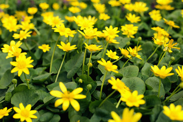 Obraz premium Flower meadow, yellow spring flowers in a clearing of green grass.