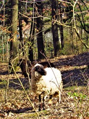 Sheep on the pastures