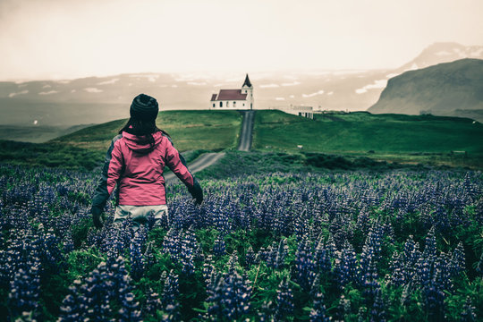 Woman traveler travel to Ingjaldsholl church in Hellissandur, Iceland in the field of blooming lupine flowers with background of Snaefellsjokull mountain. Beautiful sunny scenery of summer in Iceland.