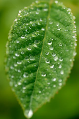 Raindrops on rose leaf.