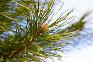 Flowering pine cones. Nature in spring.