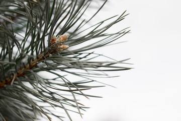 Flowering pine cones. Nature in spring.