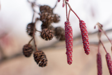 Blooming red alder, cones and earrings. Nature