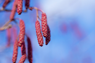 Blooming red alder, cones and earrings. Nature