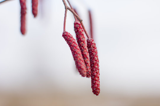 RoterleBilder StockFotos & Videos. Adobe Stock