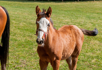 English Thoroughbred foal horse on the field.