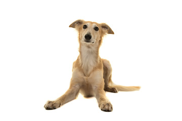 Longhaired whippet dog lying down isolated on a white background seen from the front
