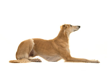 Silken windsprte dog lying down isolated on a white background seen from the side