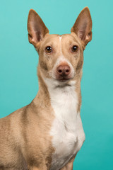 Portrait of a podenco maneto looking at the camera with ears up on a turquoise blue background