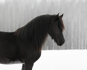 Black frisian horse portrait on snow winter background
