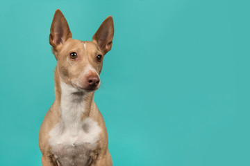 Portrait of a podenco maneto glancing away on a turquoise blue background with space for copy