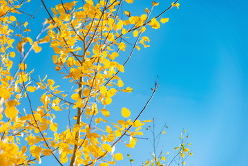 birch with yellow leaves against the blue sky