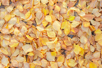 yellow leaves lie on the ground