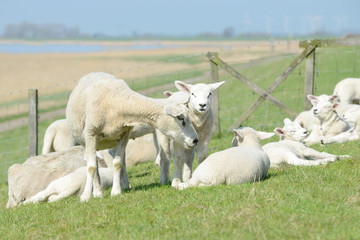 herd of sheep, lambs on meadow