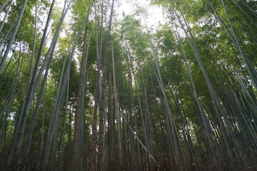 Fototapeta premium Bamboo Grove