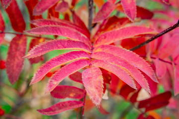 Fototapeta na wymiar red leaves of rowan on a blurred green background
