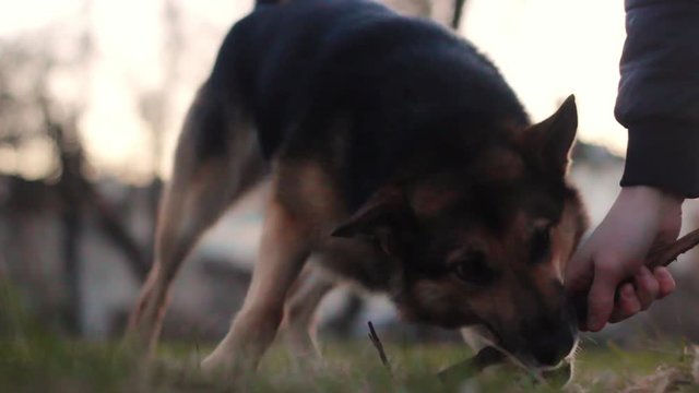 Dog playfully tugging on stick held by owner's hand at sunset