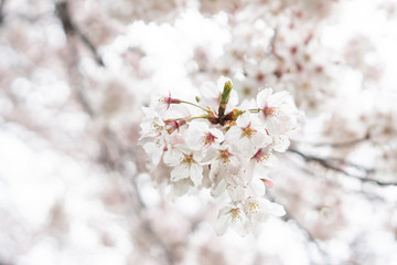 White flower Cherry blossom in japan spring garden park concept for petal pink japanese floral april springtime season, asia romantic outdoor nature tree beautiful view