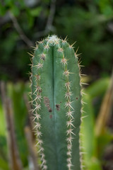 Cactus in the backcountry