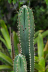 Cactus in the backcountry
