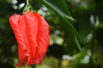 flowers of various colors
