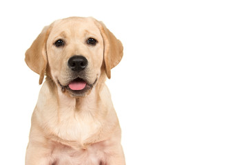 Portrait of a cute labrador retriever puppy looking at the camera isolated on a white background