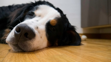 Big dog sleeping on wooden floor 