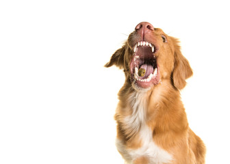 Portrait of a Nova Scotia Duck Tolling Retriever catching a candy with mouth wide open isolated on a white background