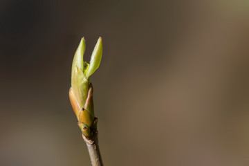 The buds of trees in the early spring, macro