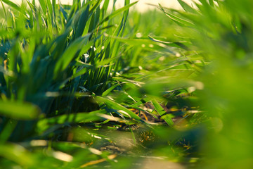 Fototapeta premium Young sprouts are on the field. Green grass closeup.