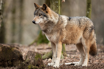 Grey wolf in the forest © AB Photography