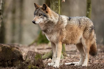 Deurstickers Grijze wolf in het bos © AB Photography