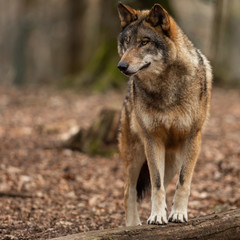Grey wolf in the forest © AB Photography