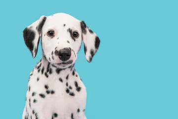 Portrait of a Dalmatian puppy looking at the camera on a blue background