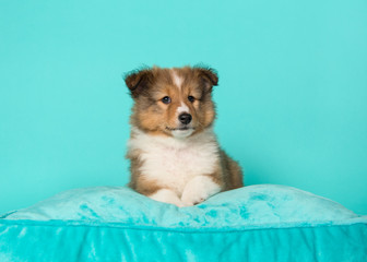 Cute shetland sheepdog puppy lying down on a blue cushion on a blue background
