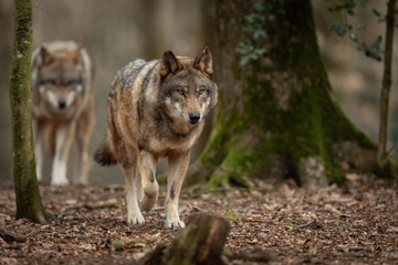 Grey wolf in the forest