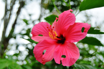 flowers of various colors