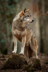 Grey wolf in the forest