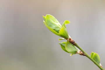 The buds of trees in the early spring, macro