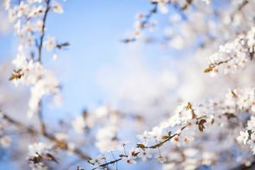 Spring beauty background. Blooming white Flowers of trees on the blue sky background