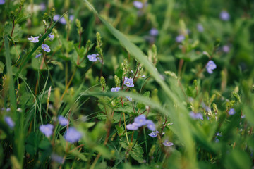 Beautiful forget-me-nots flowers