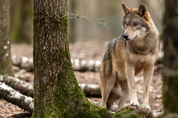 Poster Im Rahmen Grauer Wolf im Wald © AB Photography