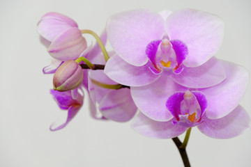 Obraz na płótnie Canvas closeup of pink orchid flower