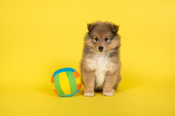 Shetland sheepdog puppy sitting on a yellow background with a colorful ball