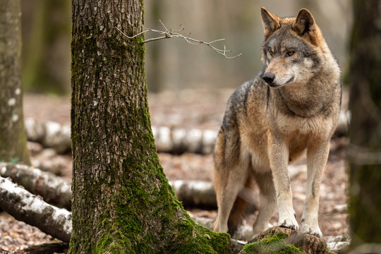 Grey wolf in the forest © AB Photography