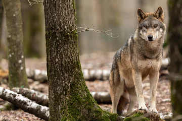 Tuinposter Grijze wolf in het bos © AB Photography