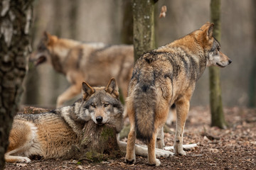 Grey wolf in the forest © AB Photography