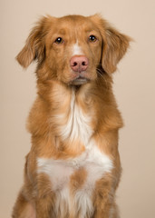 Portrait of a nova scotia duck tolling retriever looking at the camera on a creme colored background