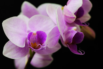 Naklejka na ściany i meble closeup of orchid flower